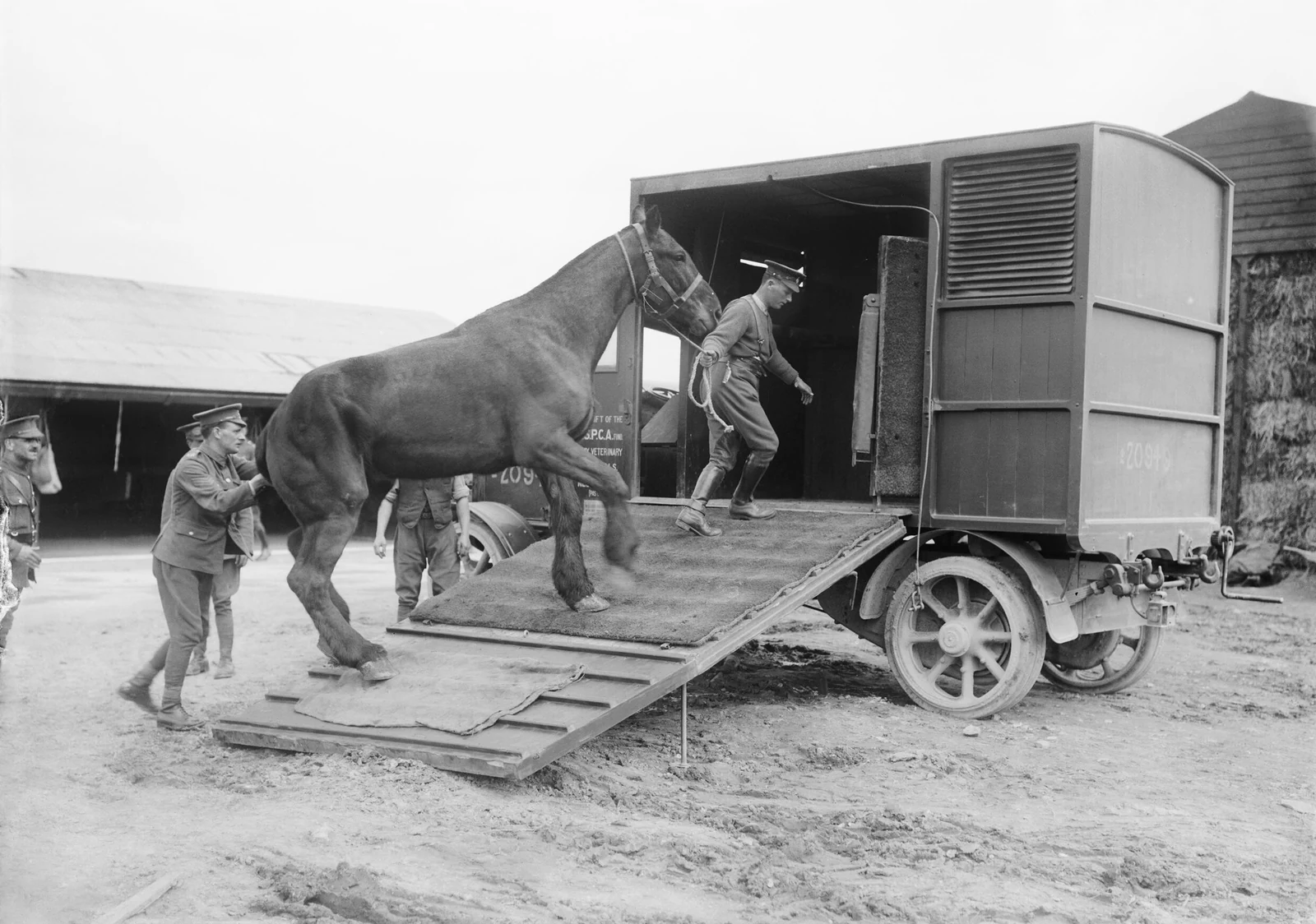 Loading a horse into an RSPCA ambulance at No. 10 Veterinary Hospital, Neufchâtel near Étaples, France, 2 March 1916.