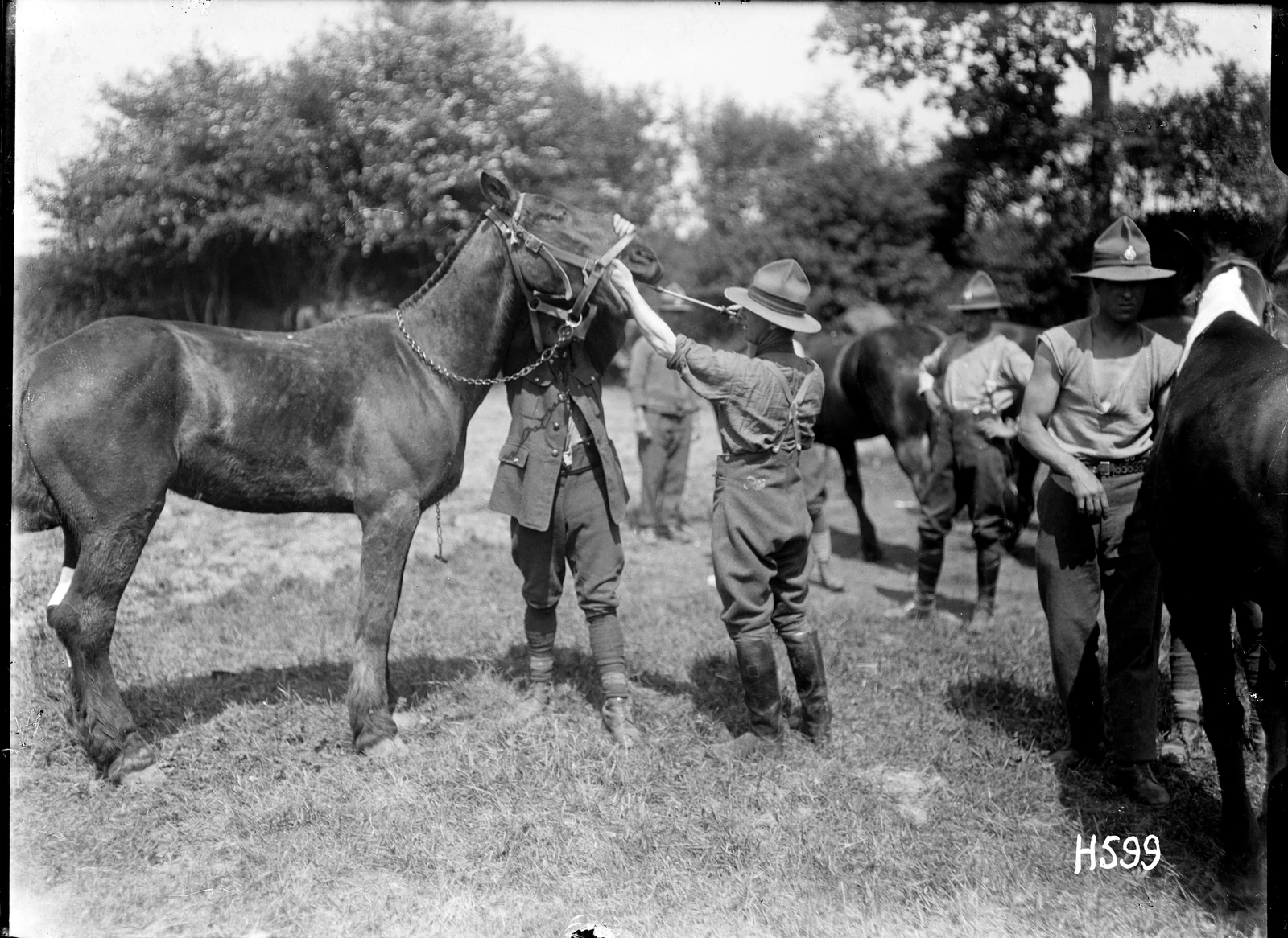 A veterinarian treats a horse’s teeth while an assistant steadies its head, Louvencourt, France, 22 May 1918.