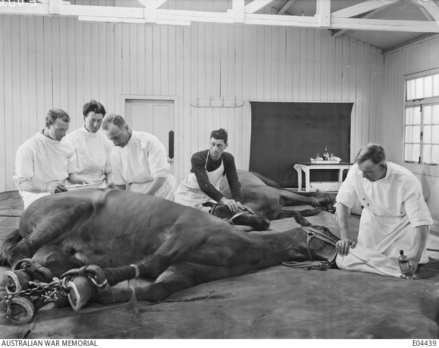 Operating theatre at the Australian Veterinary Hospital, Calais, France, 30 March 1919 · post-Armistice.