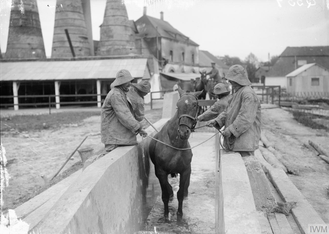 Four men in protective clothing treating a horse for skin disease at No. 10 Veterinary Hospital.
